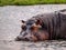 Hippopotamus in the water