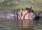 Hippopotamus in Water