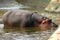 Hippopotamus in Water Pond
