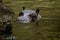 Hippopotamus in water. Portrait of hippopotamus amphibious. Hippo. Common hippopotamus. River hippopotamus