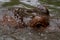 Hippopotamus in water. Portrait of hippopotamus amphibious. Hippo. Common hippopotamus. River hippopotamus