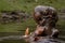 Hippopotamus in water. Portrait of hippopotamus amphibious with open mouth. Hippo. Common hippopotamus. River hippopotamus