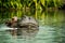 Hippopotamus in the water showing just the head