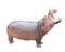 Hippopotamus on white with clipping path