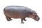 Hippopotamus on white with clipping path