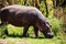 Hippopotamus Wildlife Animals Mammals at the savannah grassland wilderness hill shrubs great rift valley maasai mara