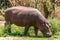 Hippopotamus Wildlife Animals Mammals at the savannah grassland wilderness hill shrubs great rift valley maasai mara