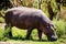 Hippopotamus Wildlife Animals Mammals at the savannah grassland wilderness hill shrubs great rift valley maasai mara