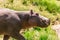 Hippopotamus Wildlife Animals Mammals at the savannah grassland wilderness hill shrubs great rift valley maasai mara