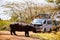 Hippopotamus Wildlife Animals Mammals at the savannah grassland wilderness hill shrubs great rift valley maasai mara