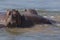 Hippopotamus in the Zambezi river