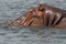 Hippopotamus ï¼ˆHippo) in the White Nile River, Murchison Fall National Park, Uganda