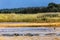 Hippopotamuses, iSimangaliso Wetland Park