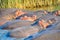 Hippopotamuses, Saint Lucia Lake, South Africa