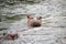 Hippopotamuses in the water. Hippos in Kenya chill in a river. Safari photos in Africa