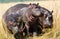 Hippos on the banks of the Chobe river