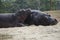 Hippos basking
