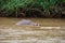 hippos bathing in a large African wild river