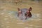 hippos bathing in a large African wild river