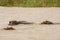 hippos bathing in a large African wild river