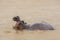 hippos bathing in a large African wild river