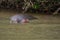 hippos bathing in a large wild river