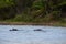 hippos bathing in a large wild river