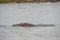 hippos bathing in a large wild river