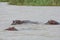 hippos bathing in a large wild river