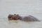 hippos bathing in a large wild river