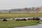 Hippos in Chobe National Park in Botswana