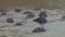 Hippos congregating in a hippo pool