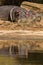 Hippos cooling in mud pool