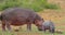 Hippos eat grass.