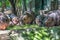 Hippos eating green grass in a zoo with heads down