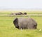 Hippos and Elephant in Kenya