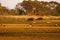 Hippos feeding on dry land with a herd of Red Lechwe