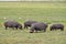 Hippos grazing in Botswana