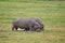 Hippos grazing in Botswana