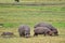 Hippos grazing in Botswana