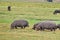 Hippos grazing in Botswana