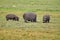 Hippos grazing in Botswana