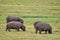 Hippos grazing in Botswana
