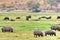 Hippos grazing in Botswana