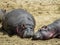 Hippos having sun bathing