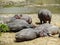 Hippos having sun bathing