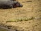 Hippos having sun bathing with a crocodile