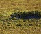 Hippos head with Jacana for company