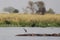 Hippos and Heron in an African Swamp