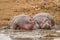 Hippos Hippopotamus amphibious relaxing next to water during the day, Queen Elizabeth National Park, Uganda.